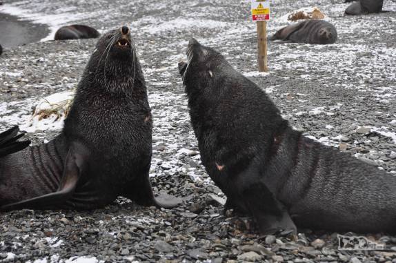 Dois lobos-marinhos se enfrentam na praia de Stromness, na Geórgia do Sul